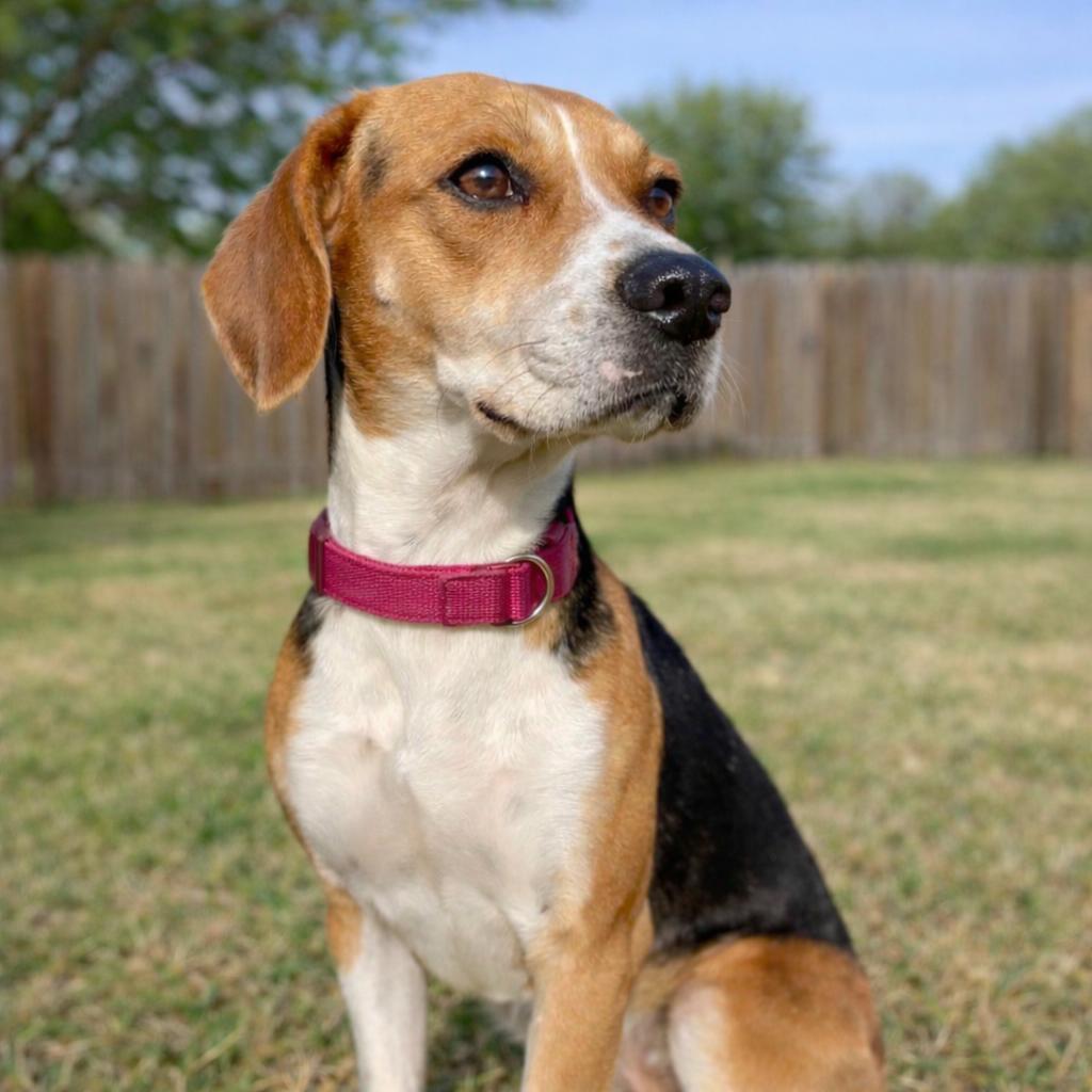 Enlarge Daffodil, a Adoptable mixed breed in Wimberley, TX image 2/6
