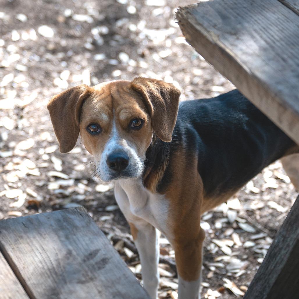 Enlarge Daffodil, a Adoptable mixed breed in Wimberley, TX image 3/6