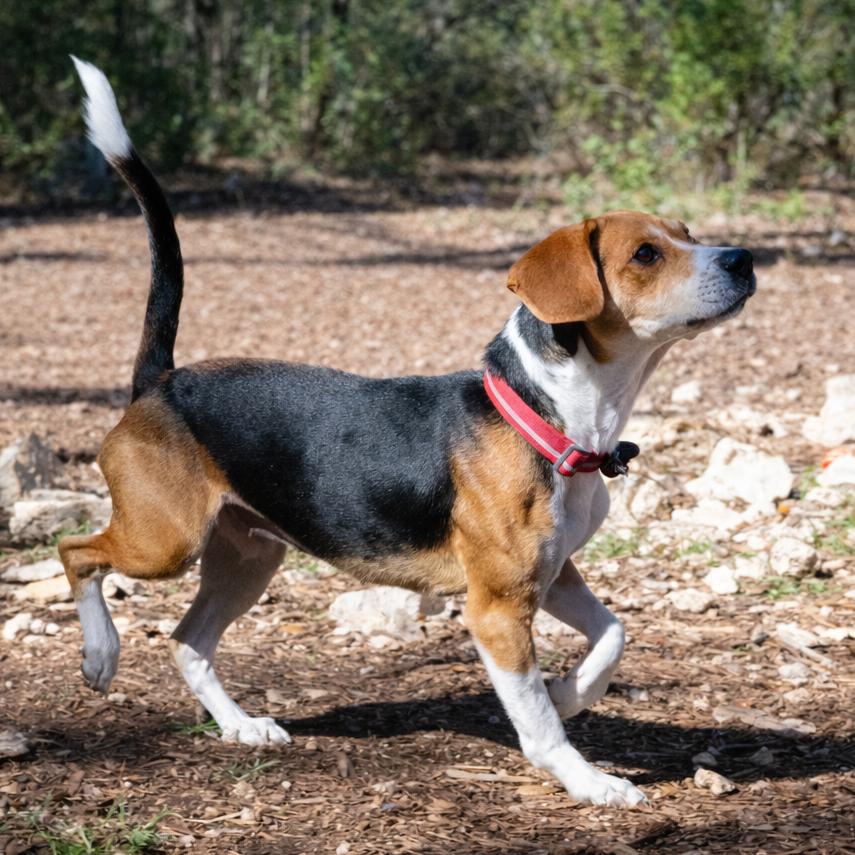 Enlarge Daffodil, a Adoptable mixed breed in Wimberley, TX image 4/6