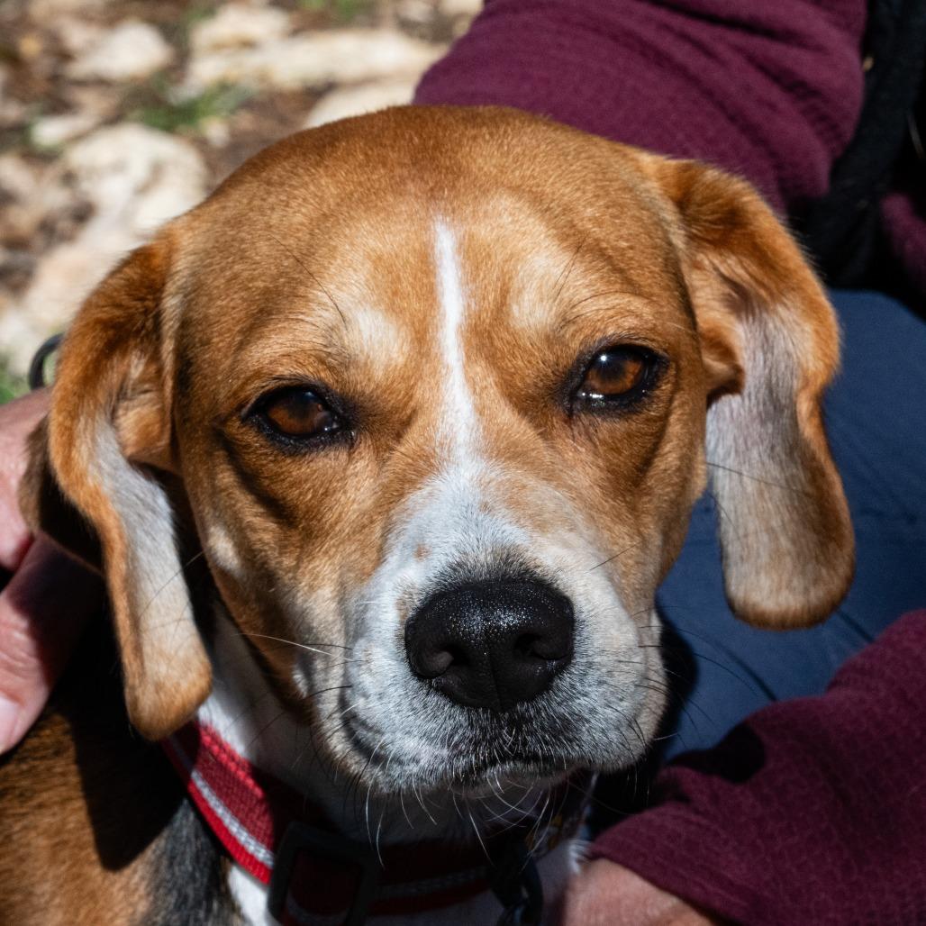 Enlarge Daffodil, a Adoptable mixed breed in Wimberley, TX image 5/6