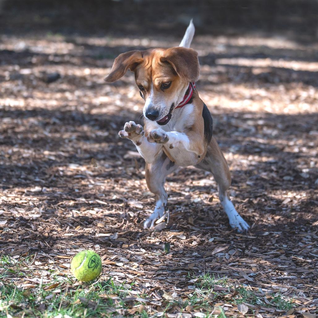Enlarge Daffodil, a Adoptable mixed breed in Wimberley, TX image 6/6