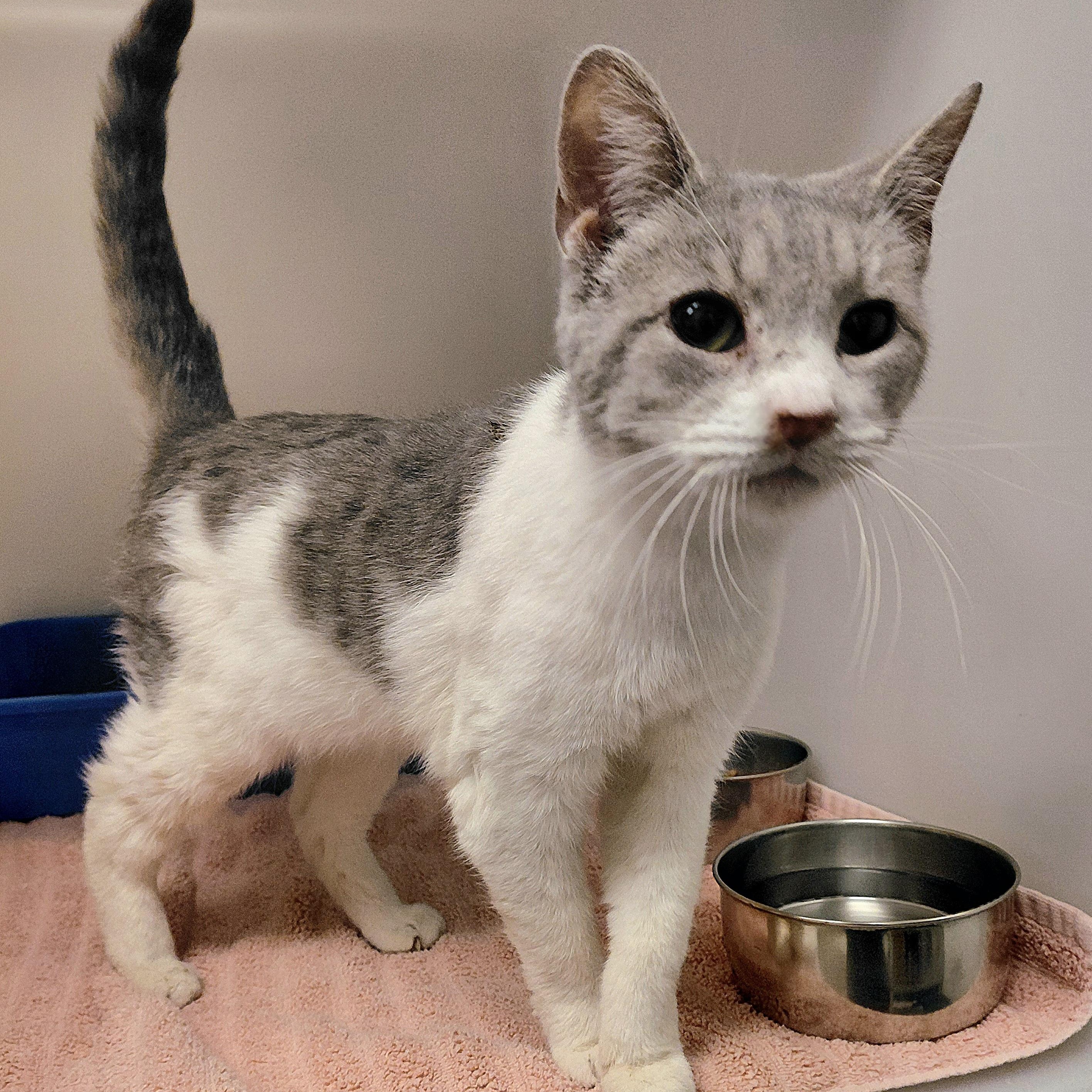 Jean, ADOPTABLE, Adult Female Domestic Short Hair.