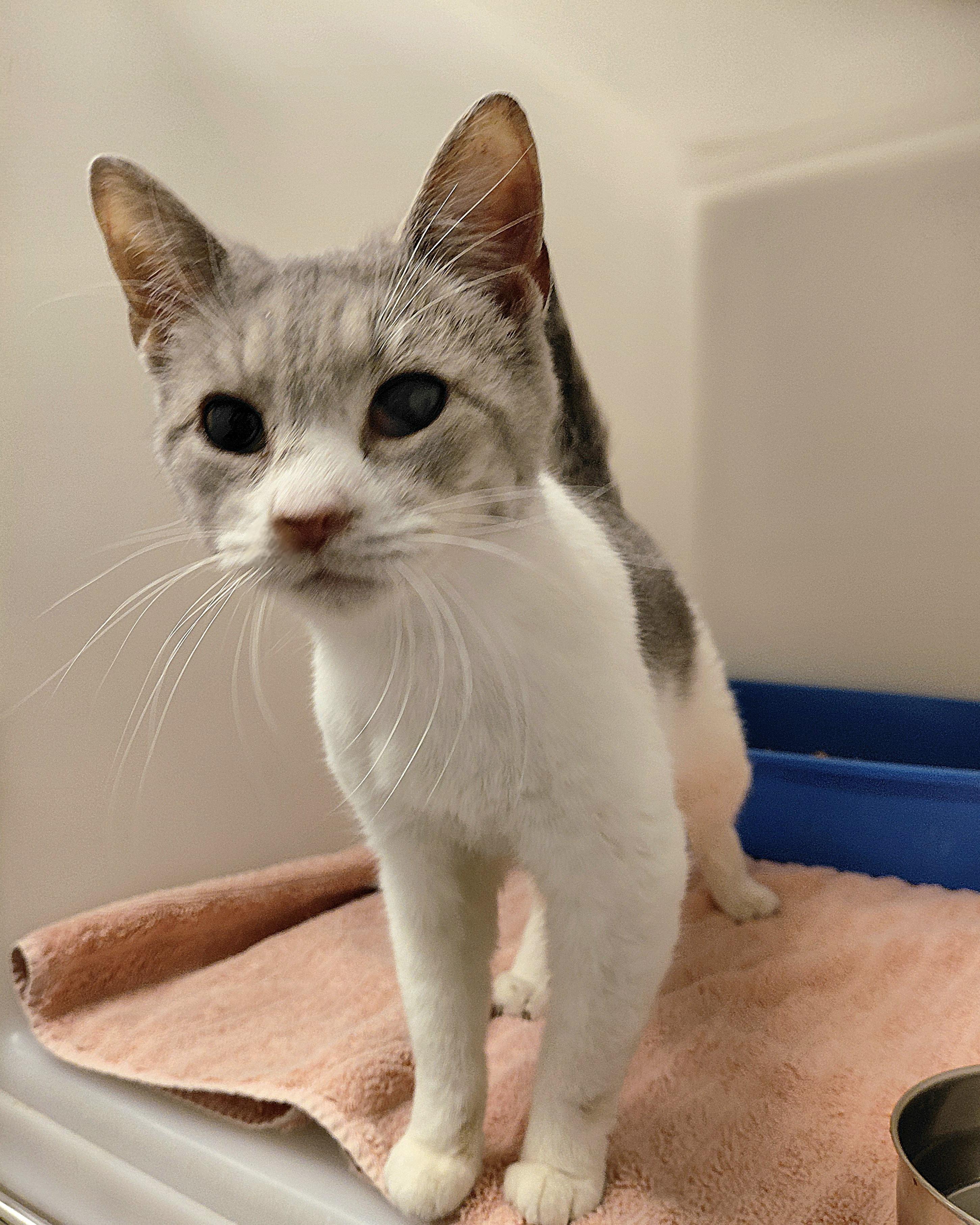 Enlarge Jean, a ADOPTABLE Domestic Short Hair in Stanley, VA image 2/3