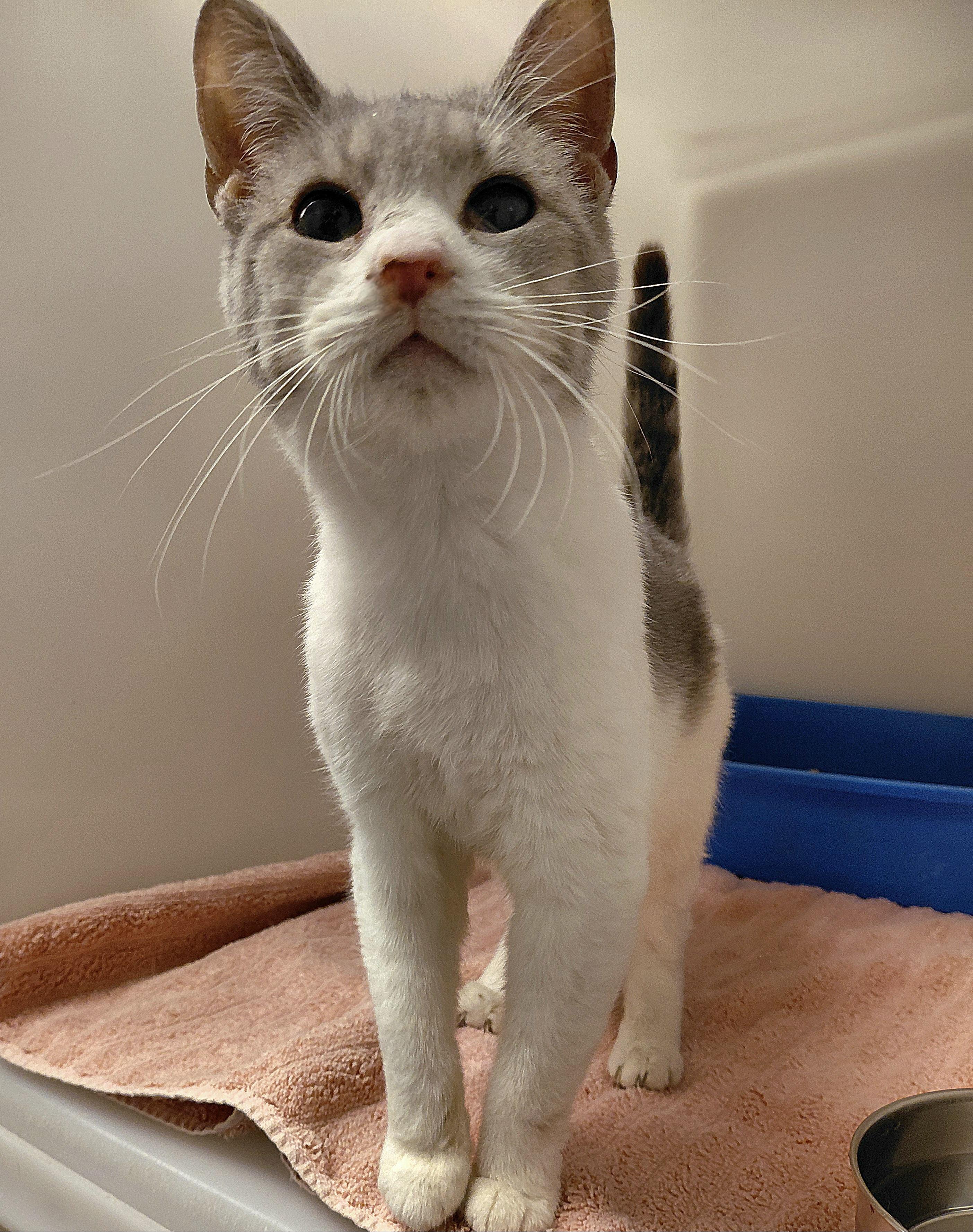 Enlarge Jean, a ADOPTABLE Domestic Short Hair in Stanley, VA image 3/3