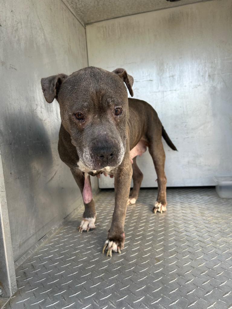 Rose, Adoptable, Senior Female Mixed Breed.