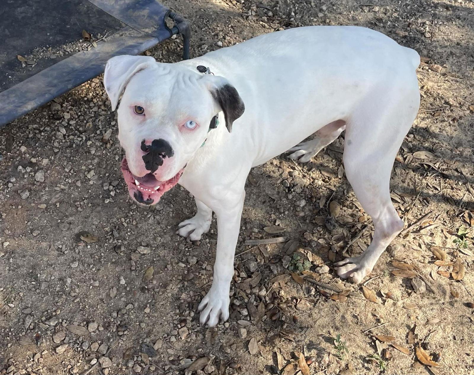 Enlarge Apollo, a Adoptable Boxer in Monticello, NY image 1/3