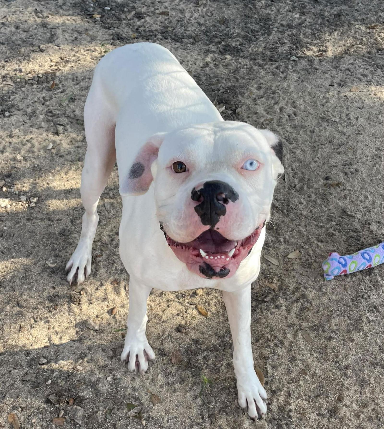 Enlarge Apollo, a Adoptable Boxer in Monticello, NY image 2/3