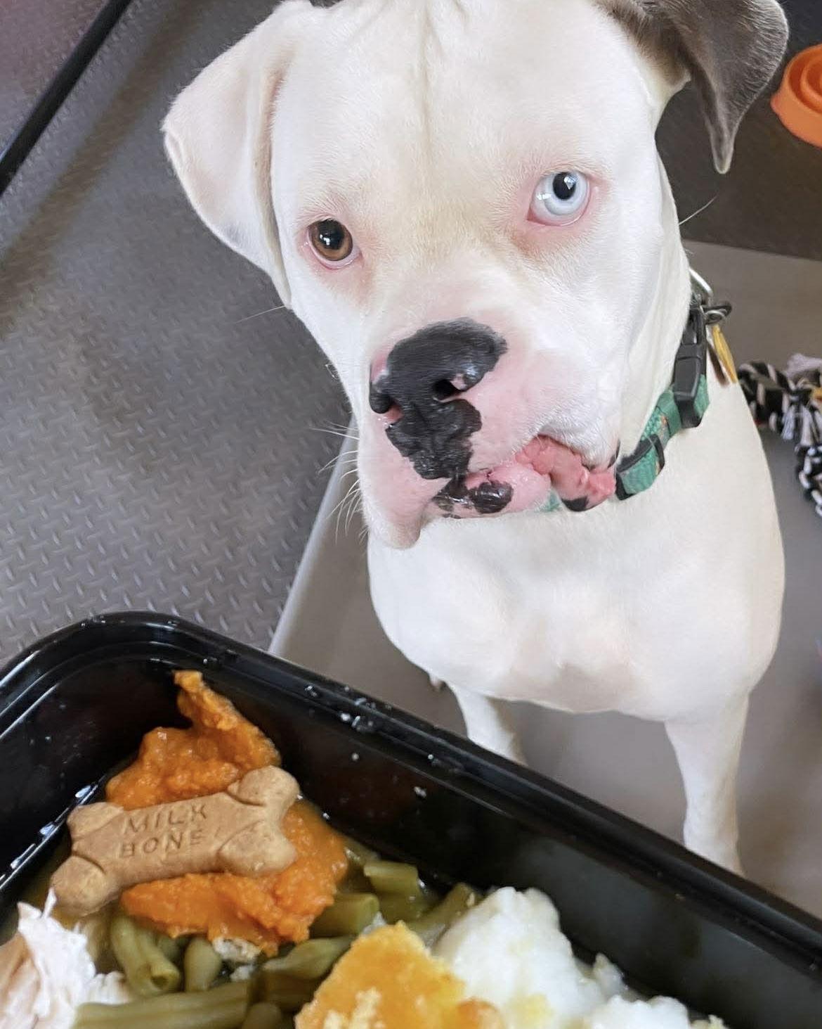 Enlarge Apollo, a Adoptable Boxer in Monticello, NY image 3/3