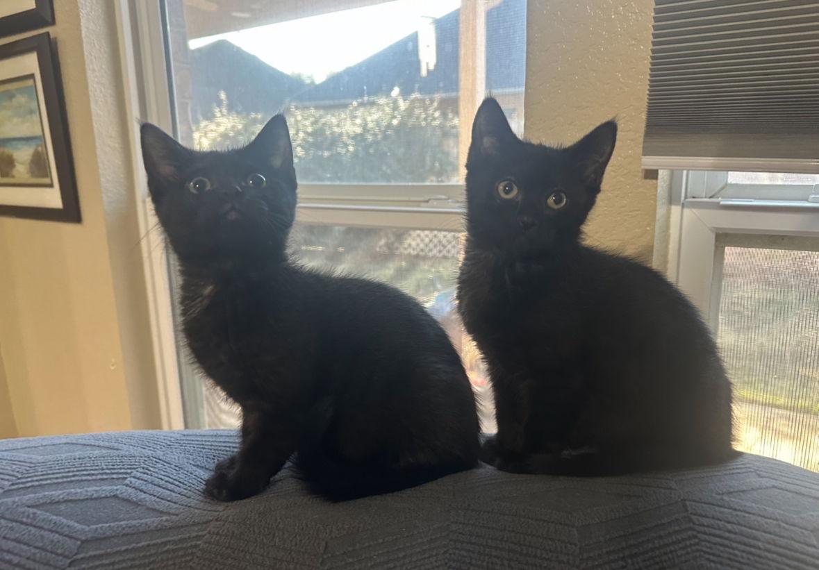 Nyx K, Adopted, Kitten Female Domestic Short Hair.