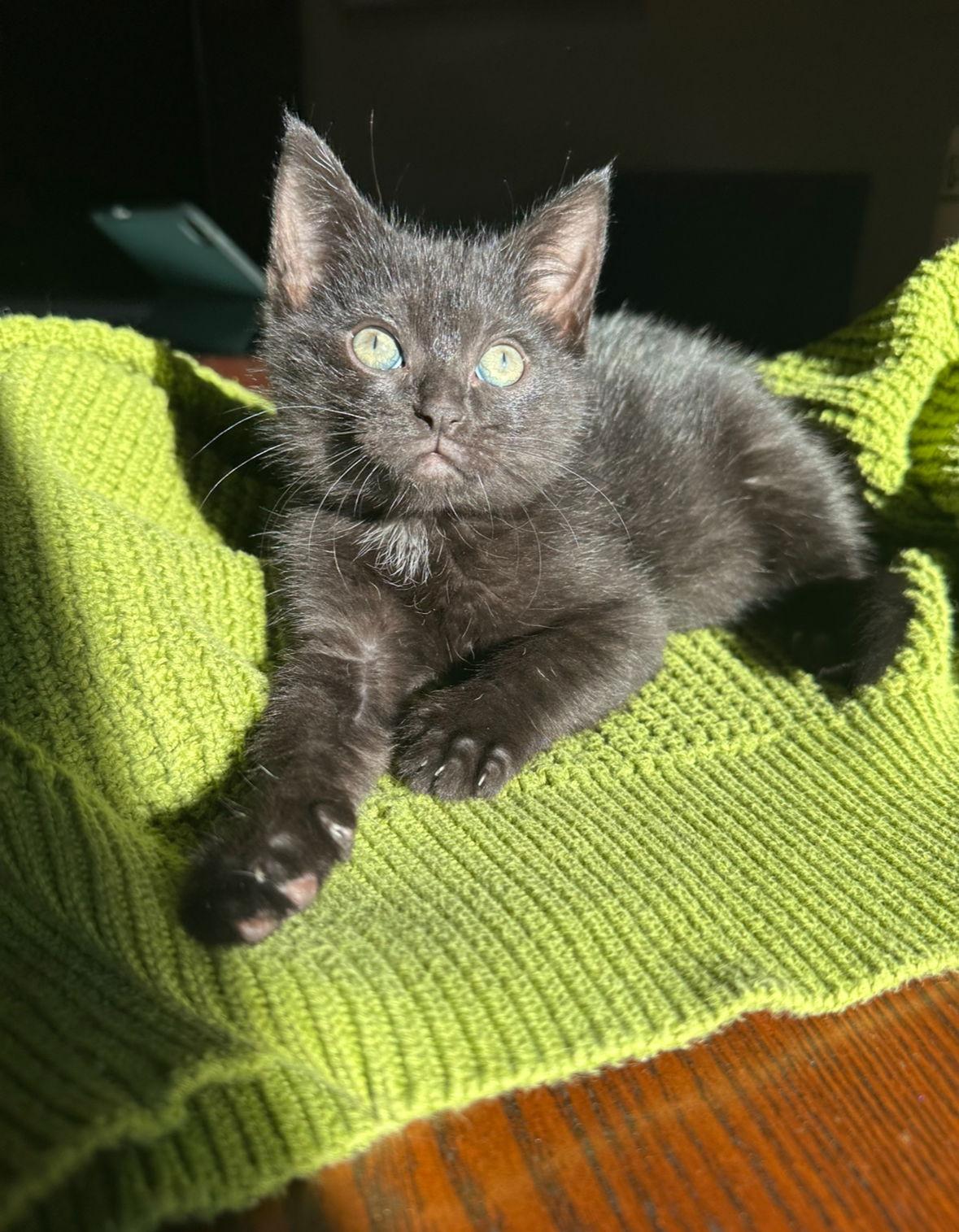 Enlarge Nyx K, a Adopted Domestic Short Hair in Rosenberg, TX image 3/3