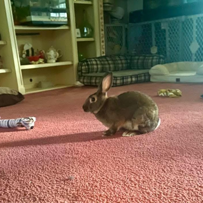 Enlarge Leorio, a Adoptable mixed breed in Huntsville, AL image 2/6