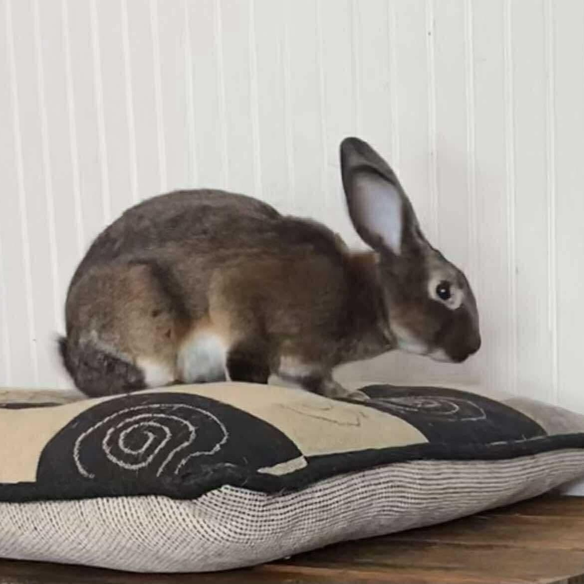 Enlarge Leorio, a Adoptable mixed breed in Huntsville, AL image 4/6