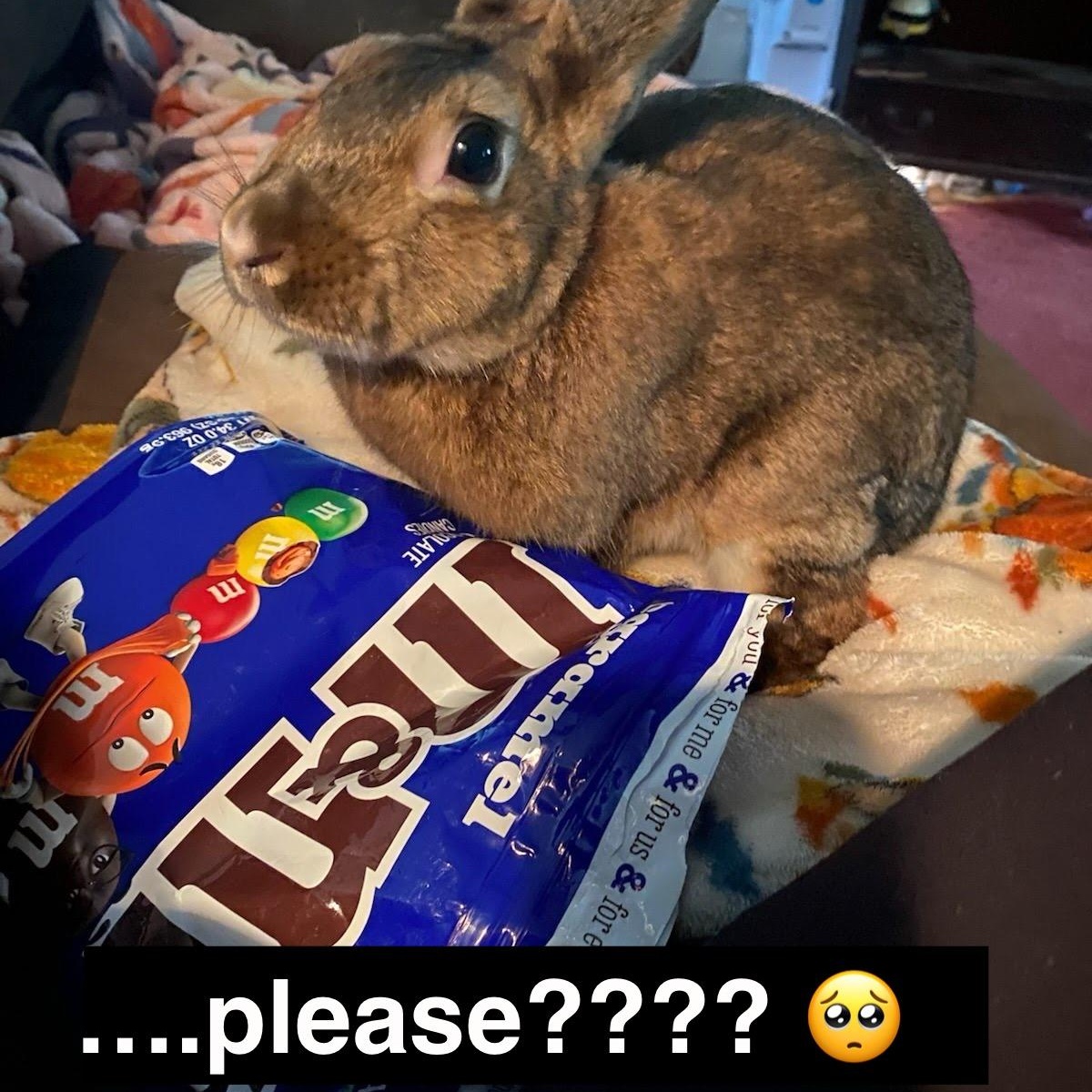 Enlarge Leorio, a Adoptable mixed breed in Huntsville, AL image 3/6