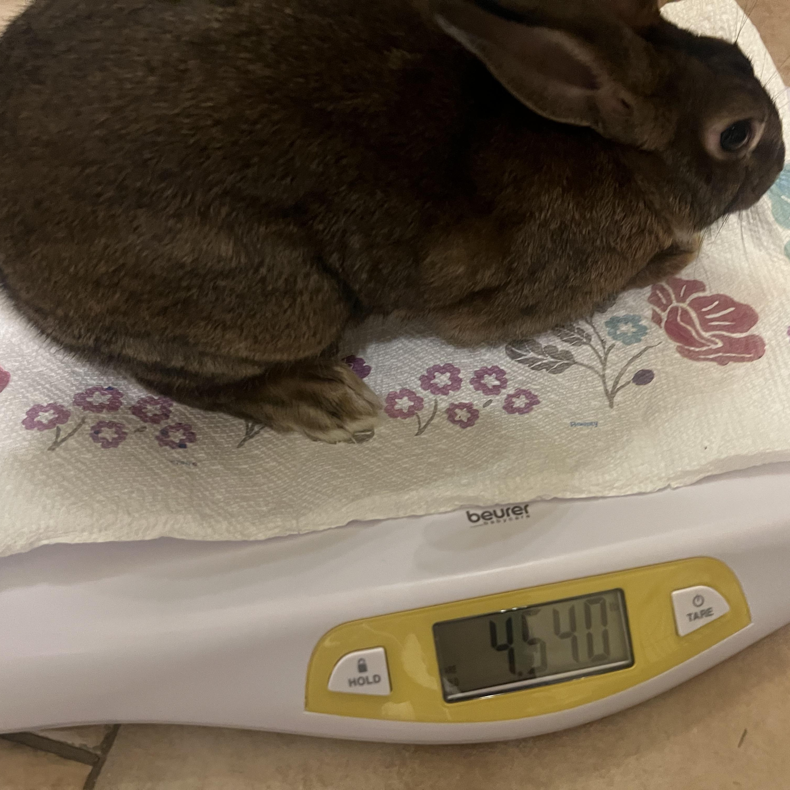 Enlarge Leorio, a Adoptable mixed breed in Huntsville, AL image 6/6