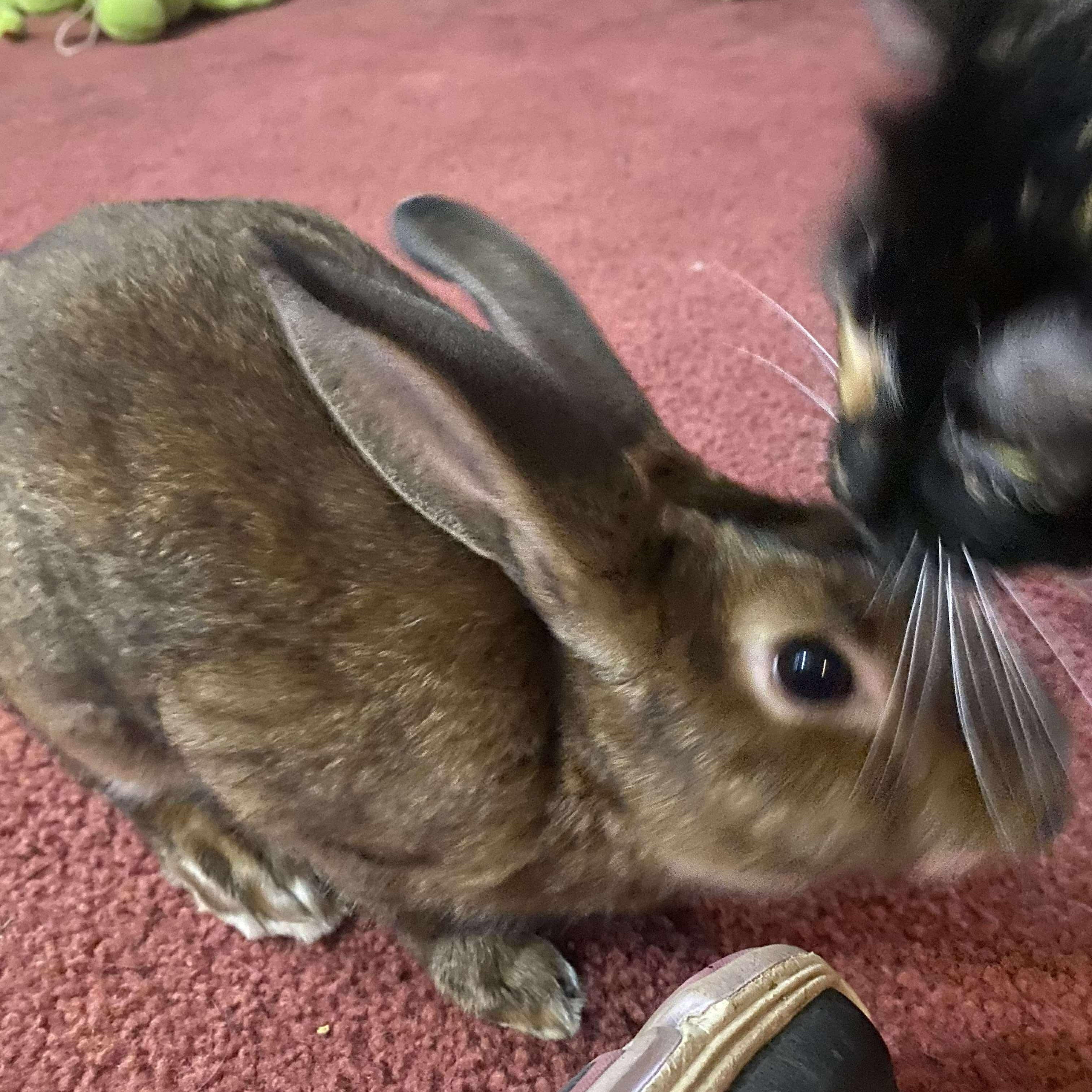 Enlarge Leorio, a Adoptable mixed breed in Huntsville, AL image 5/6