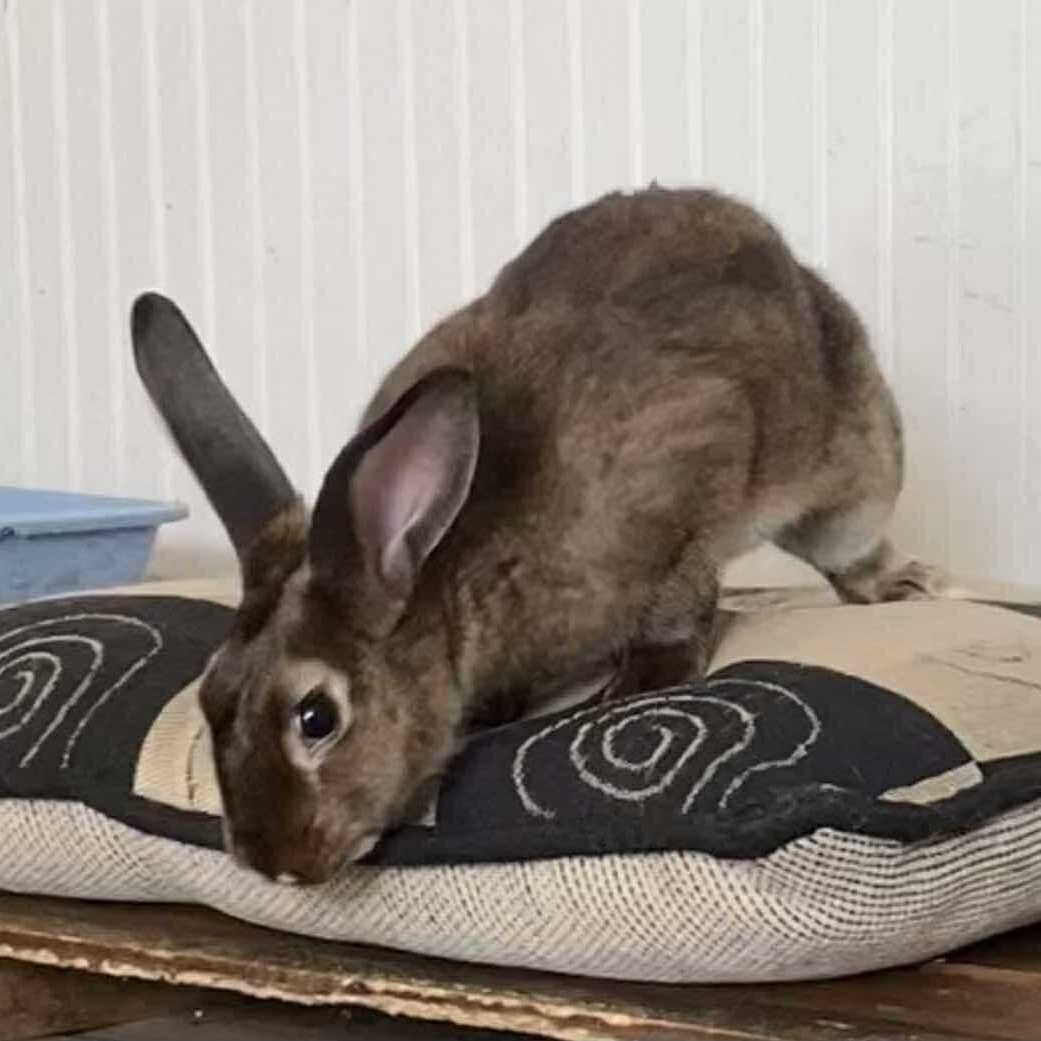 Leorio, Adoptable, Adult Male Mini Rex & American.