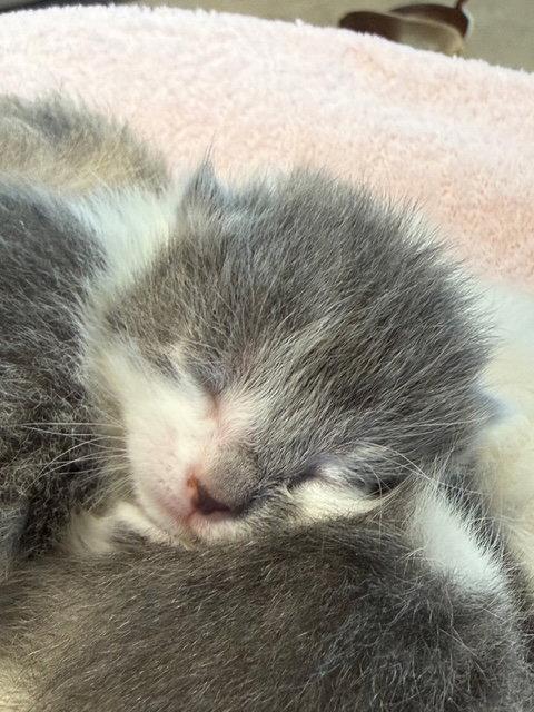 Flora (Available 5/29/26), Adoptable, Young Female Domestic Short Hair.