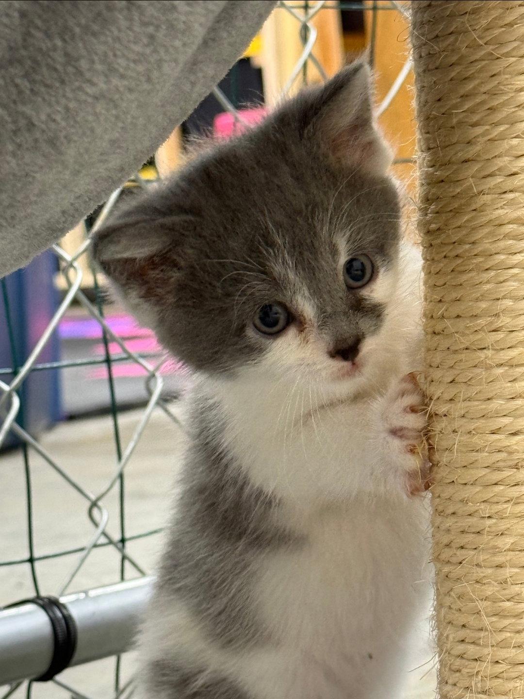 Enlarge Flora (Available 5/29/26), a Adoptable Domestic Short Hair in Williamsburg, IA image 2/2