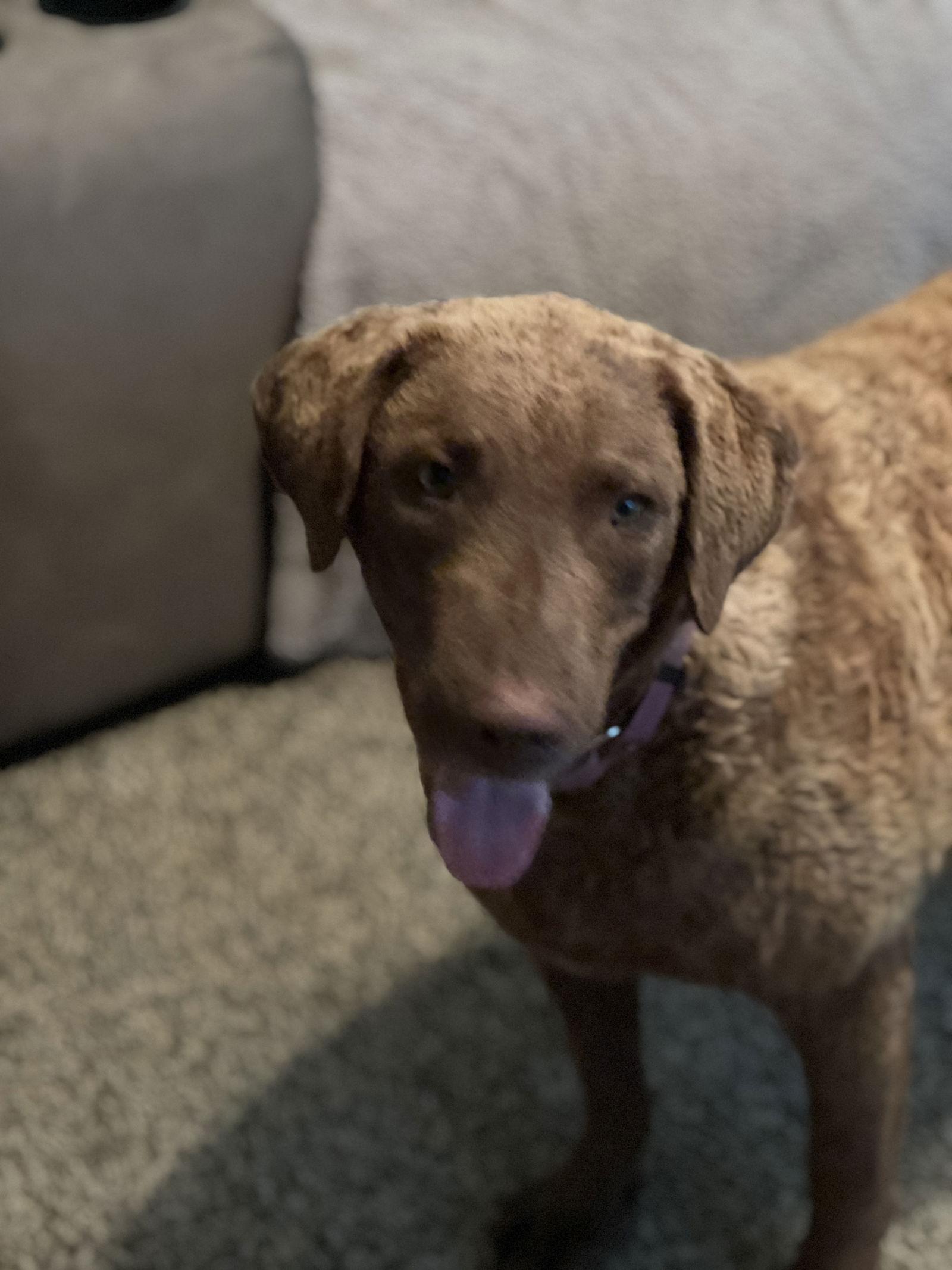 Lola, a Adopted Chesapeake Bay Retriever in Crossville, AL image 1/3