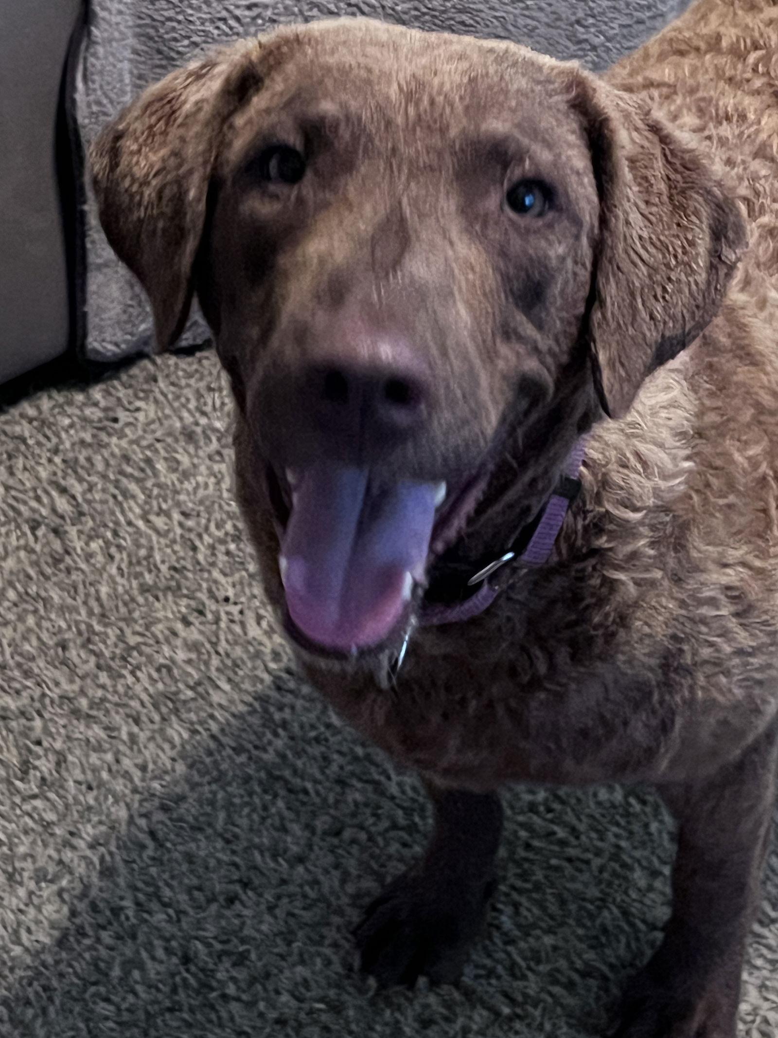 Lola, a Adopted Chesapeake Bay Retriever in Crossville, AL image 2/3