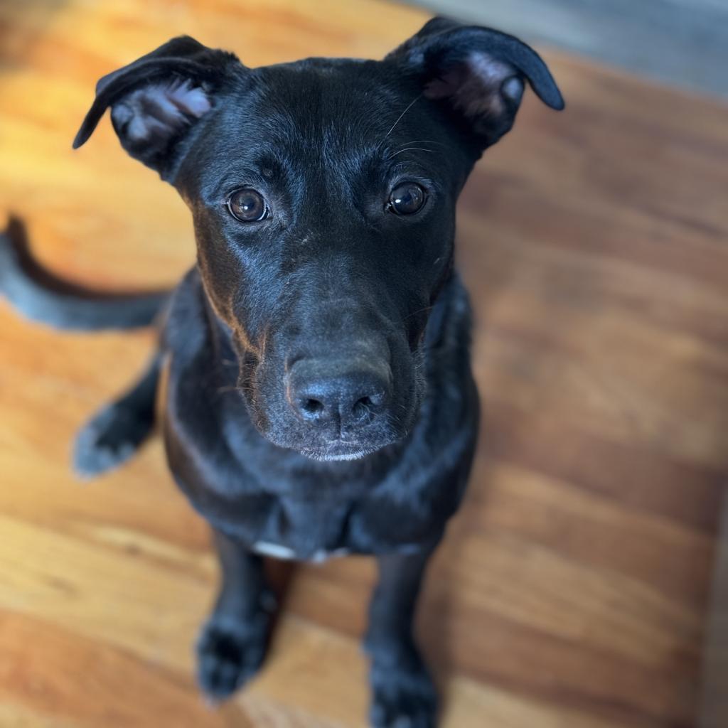 Ziegler — thumbnail 2