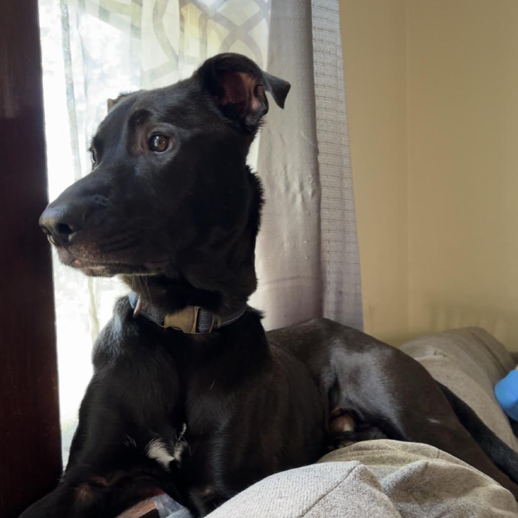 Ziegler — thumbnail 3