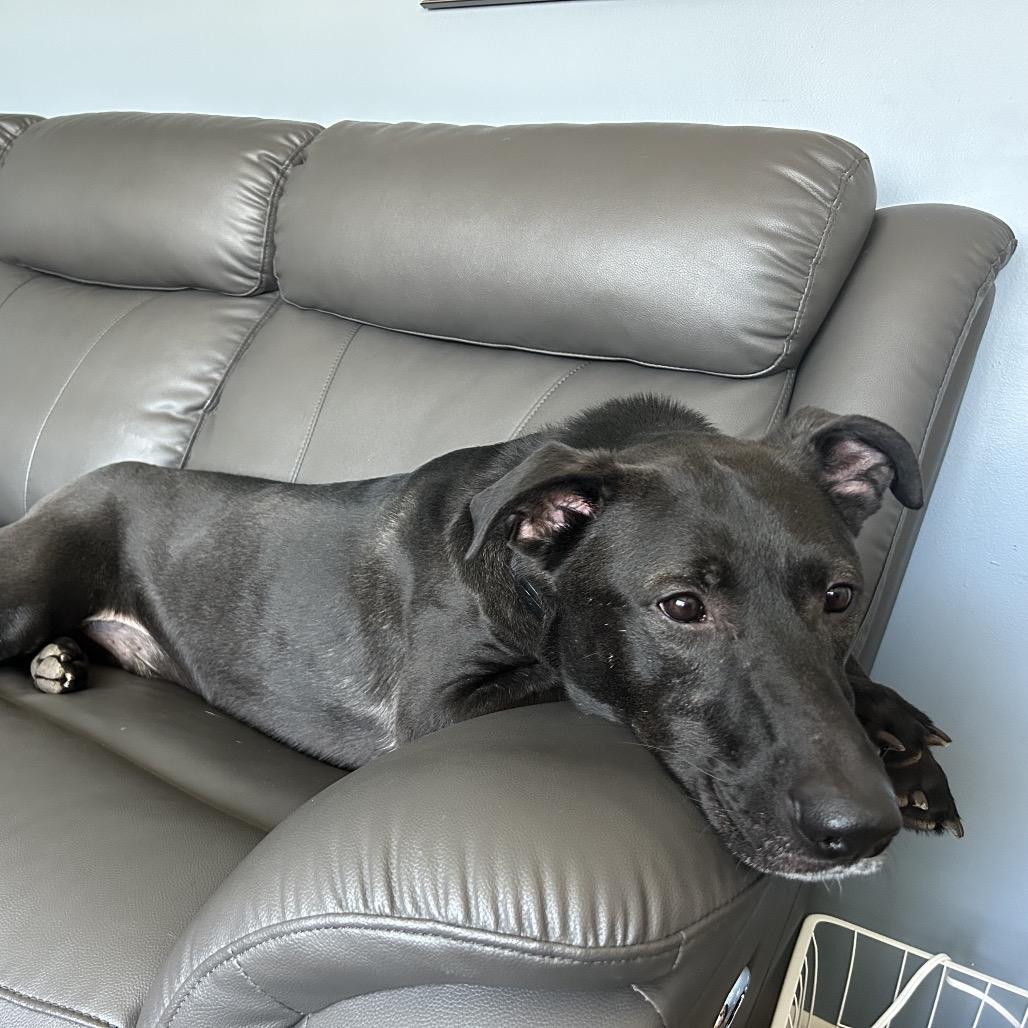 Ziegler — thumbnail 4