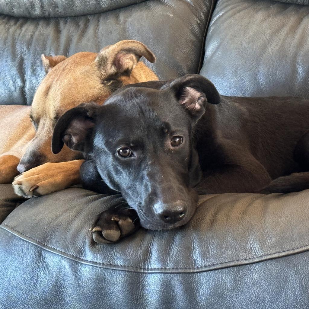 Ziegler — thumbnail 5