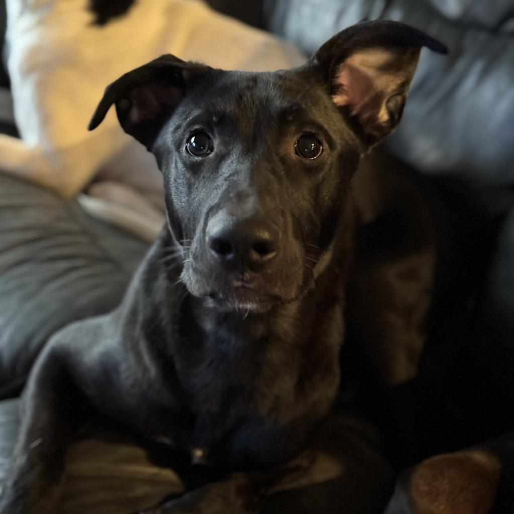 Ziegler — thumbnail 6