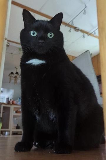 Enlarge Marley, an adoptable Domestic Short Hair in Stanstead, QC image 4/5