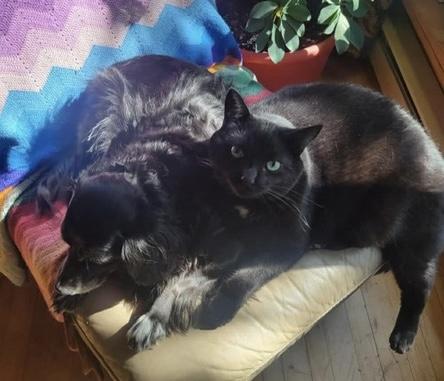 Enlarge Marley, an adoptable Domestic Short Hair in Stanstead, QC image 5/5