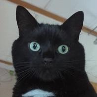 Enlarge Marley, an adoptable Domestic Short Hair in Stanstead, QC image 1/5