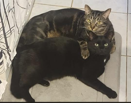 Enlarge Marley, an adoptable Domestic Short Hair in Stanstead, QC image 3/5