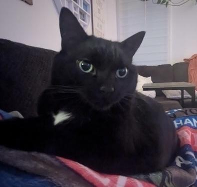 Enlarge Marley, an adoptable Domestic Short Hair in Stanstead, QC image 2/5