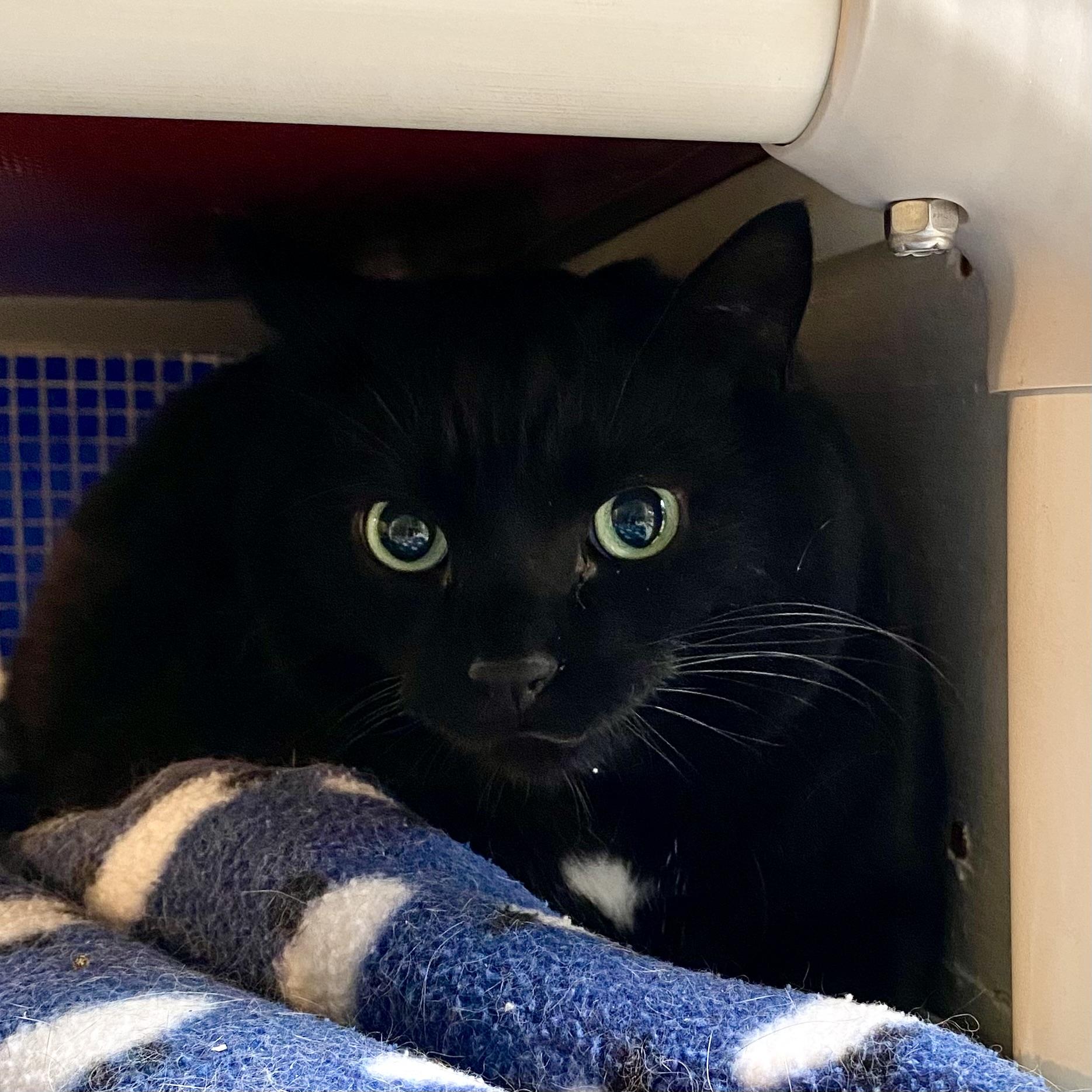 Marley, adoptable, Adult Male Domestic Short Hair.