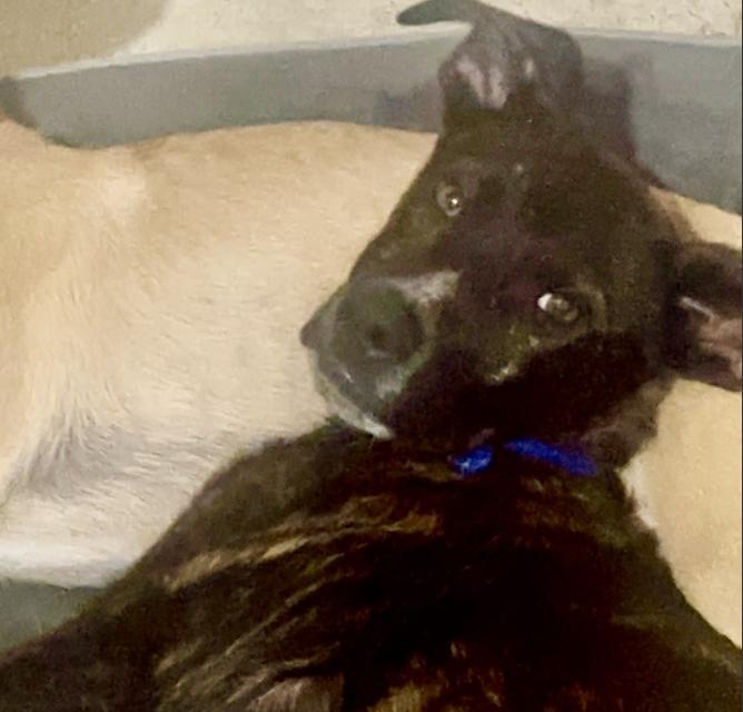 Billy — thumbnail 2