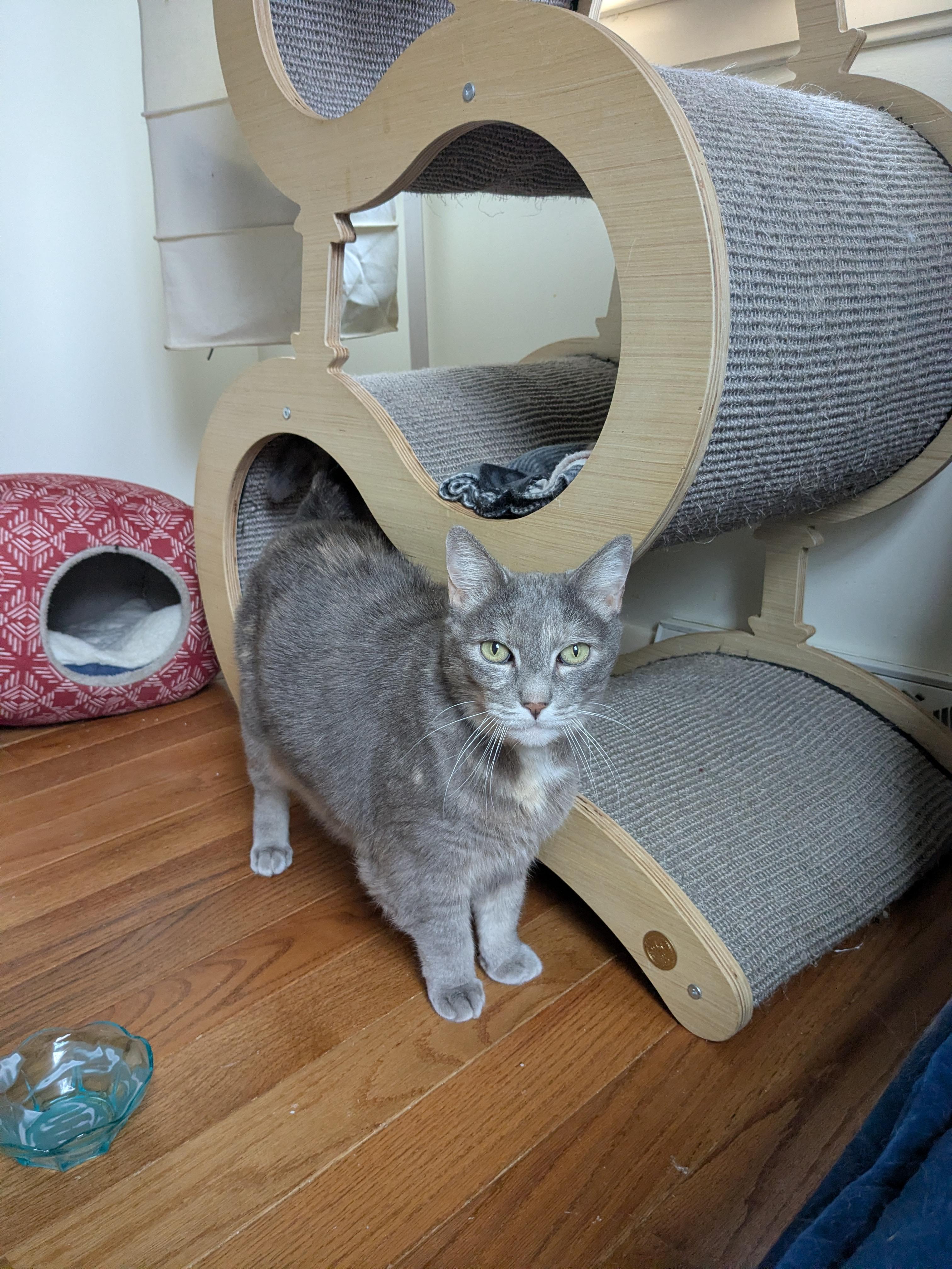 Enlarge Ruby, a Adoptable Domestic Short Hair in Burlington, VT image 1/6