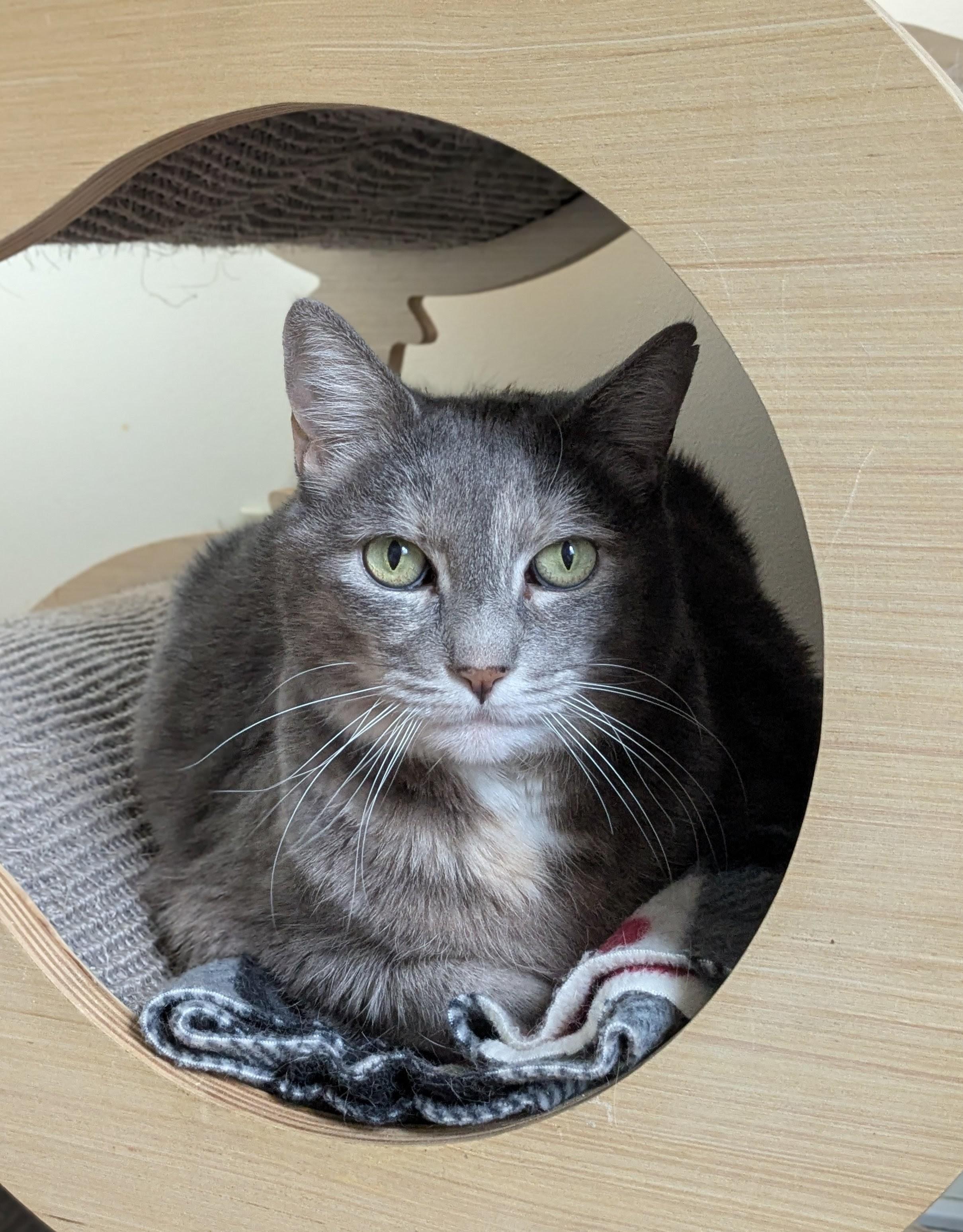 Enlarge Ruby, a Adoptable Domestic Short Hair in Burlington, VT image 2/6