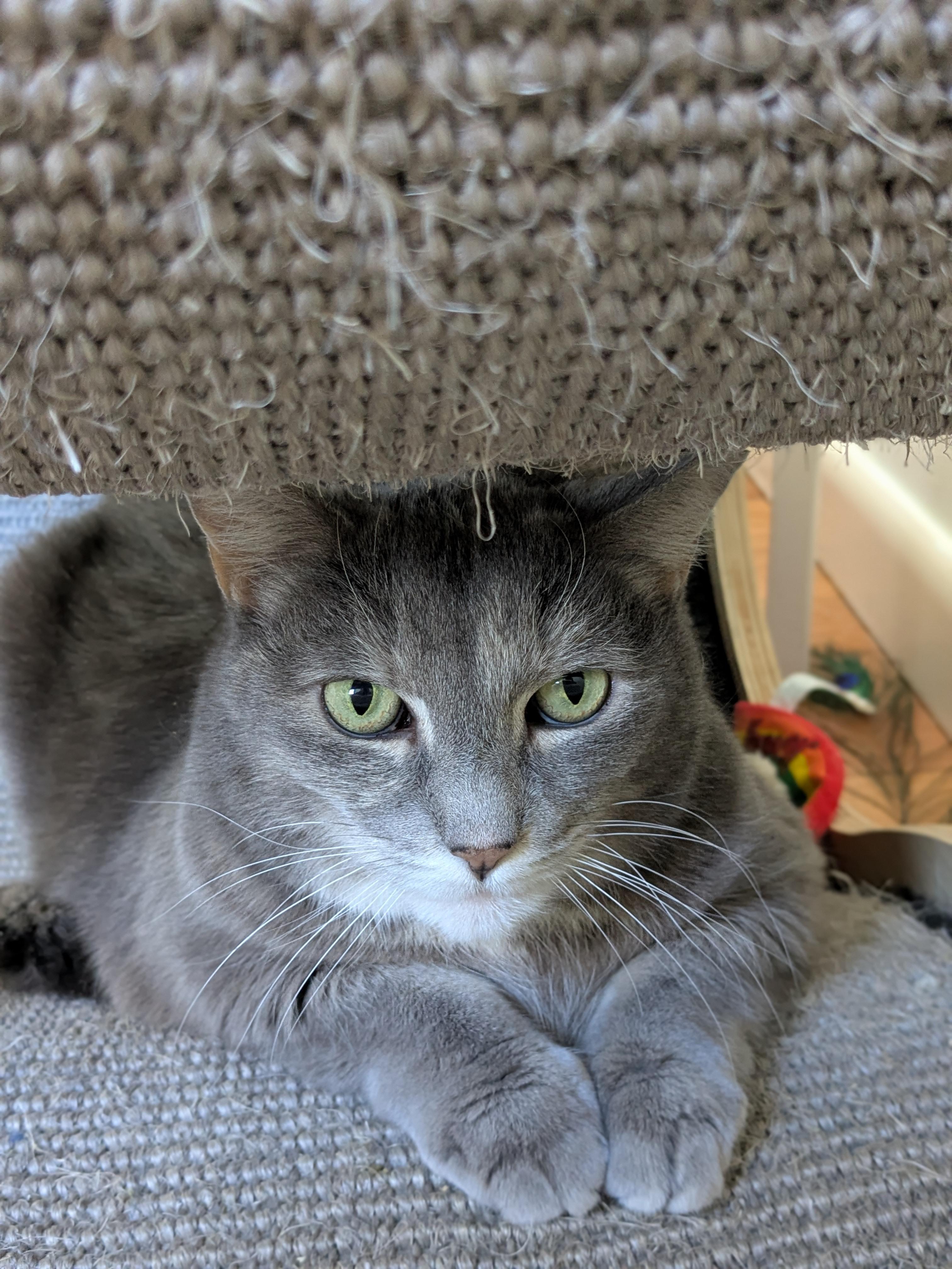 Enlarge Ruby, a Adoptable Domestic Short Hair in Burlington, VT image 3/6