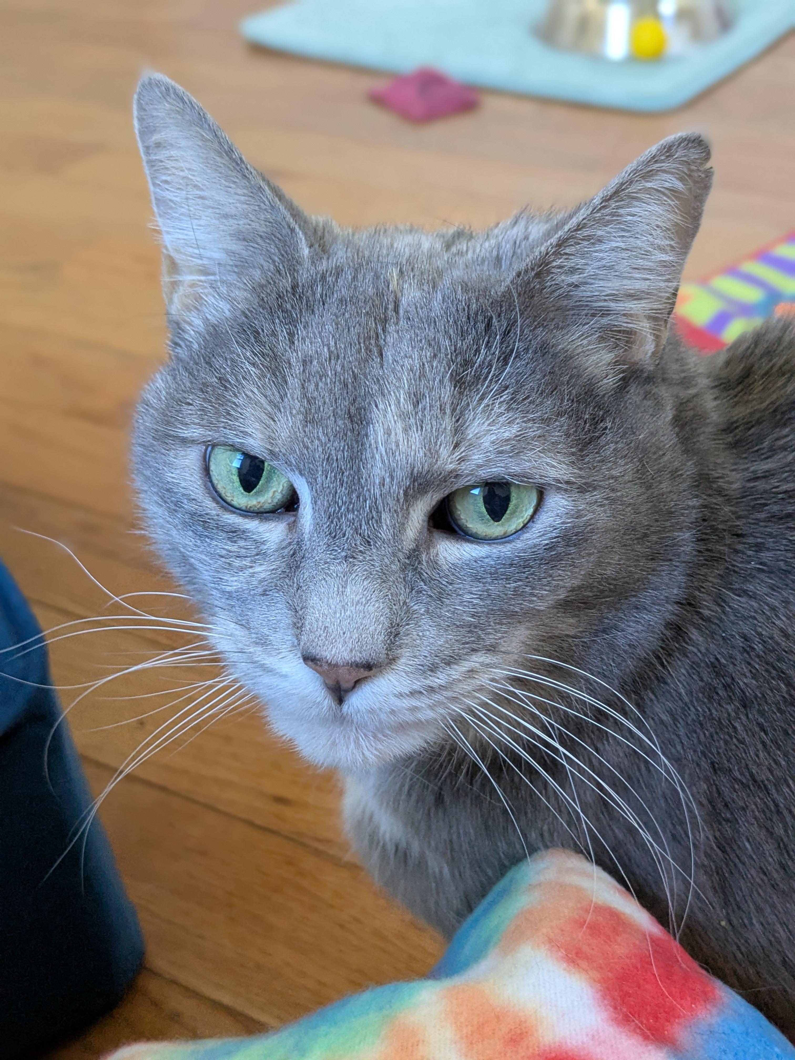 Enlarge Ruby, a Adoptable Domestic Short Hair in Burlington, VT image 4/6