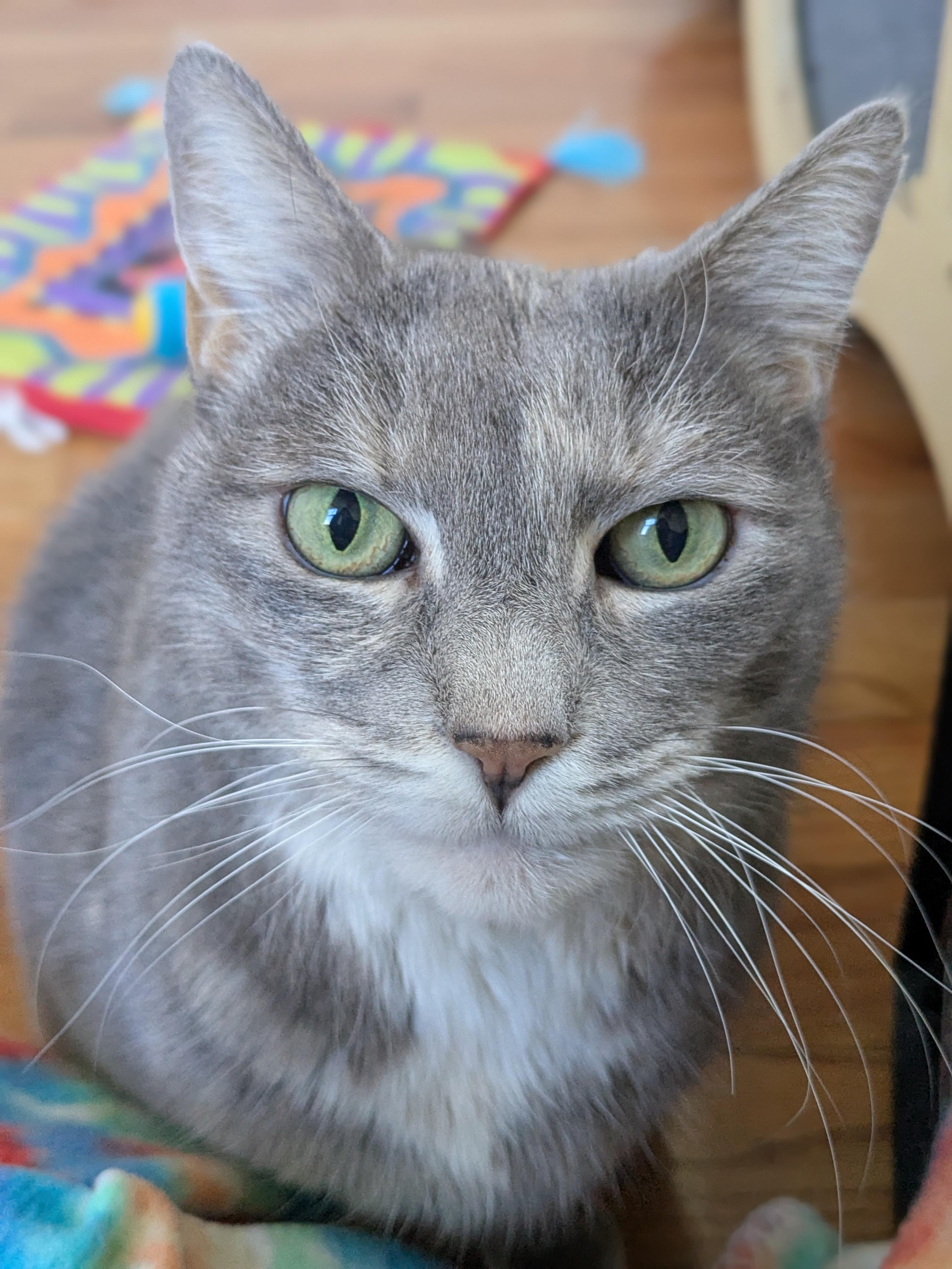 Enlarge Ruby, a Adoptable Domestic Short Hair in Burlington, VT image 5/6