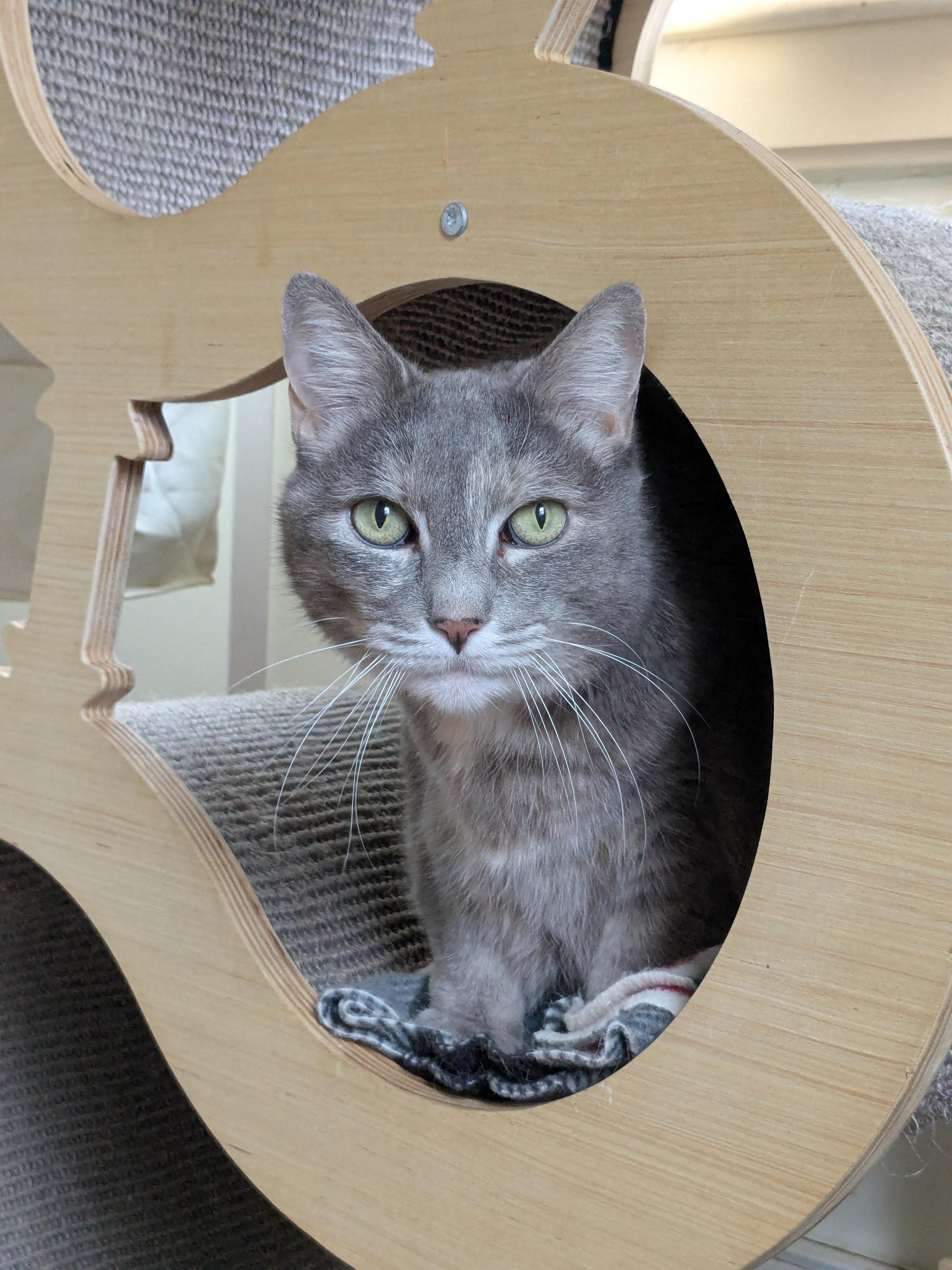 Enlarge Ruby, a Adoptable Domestic Short Hair in Burlington, VT image 6/6