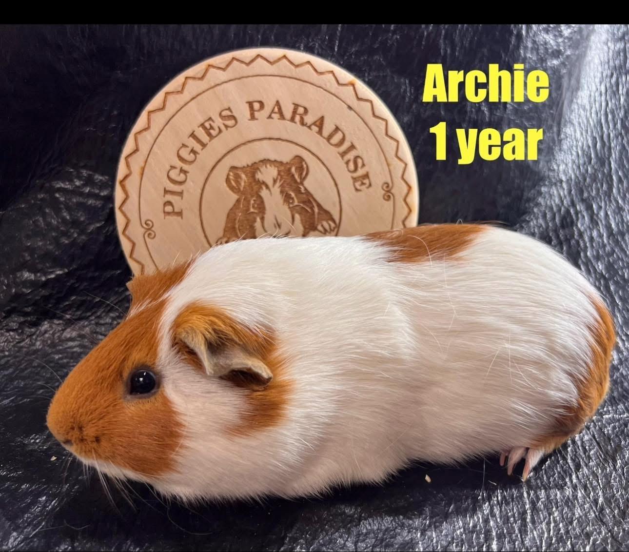 Archie, Adoptable, Young Male Short-Haired.