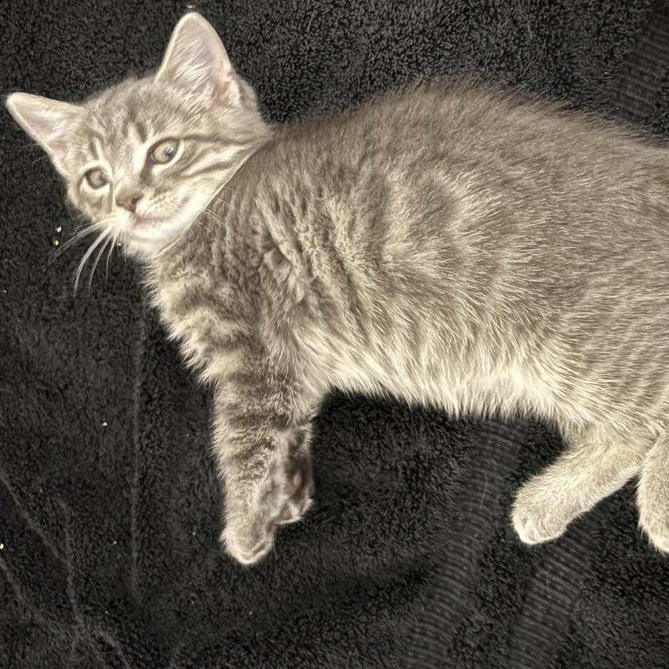 Cherish, Adoptable, Kitten Female Domestic Short Hair.