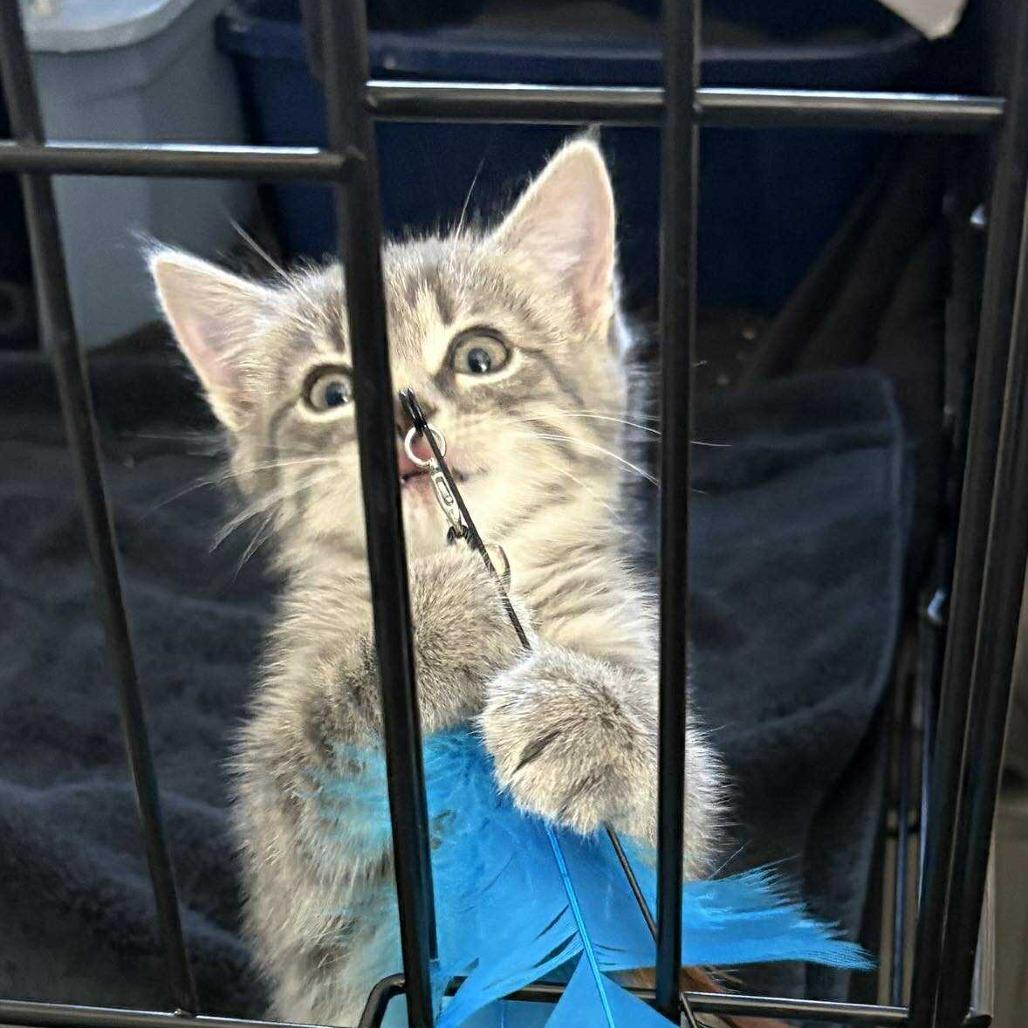 Cherish, Adoptable, Kitten Female Domestic Short Hair.