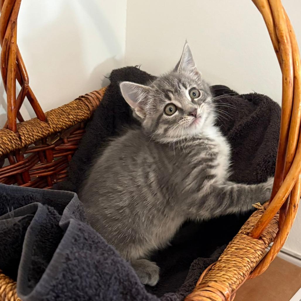 Enlarge Cherish, a Adoptable Domestic Short Hair in Winchester, VA image 3/6