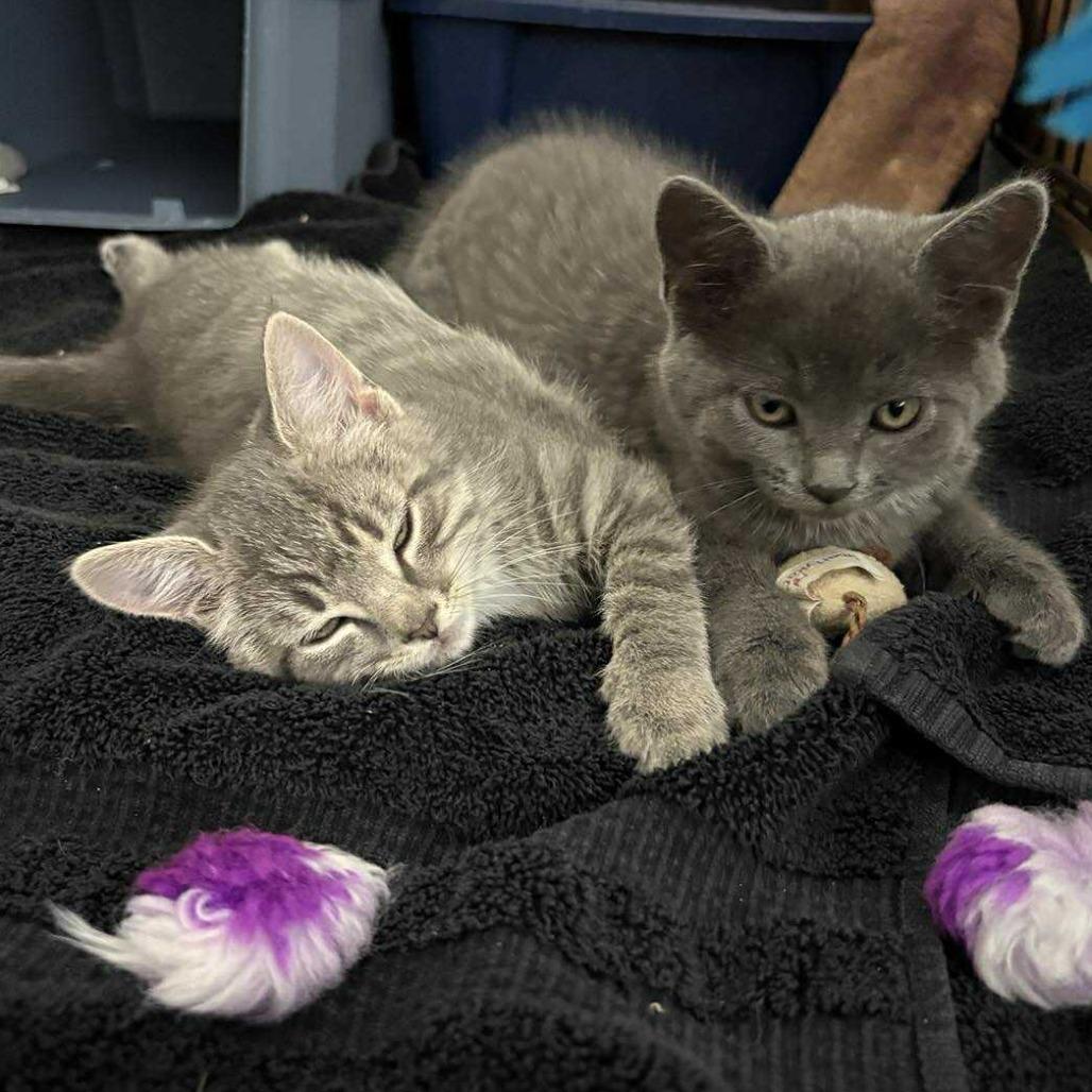 Enlarge Cherish, a Adoptable Domestic Short Hair in Winchester, VA image 5/6