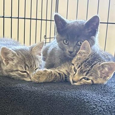 Enlarge Cherish, a Adoptable Domestic Short Hair in Winchester, VA image 6/6