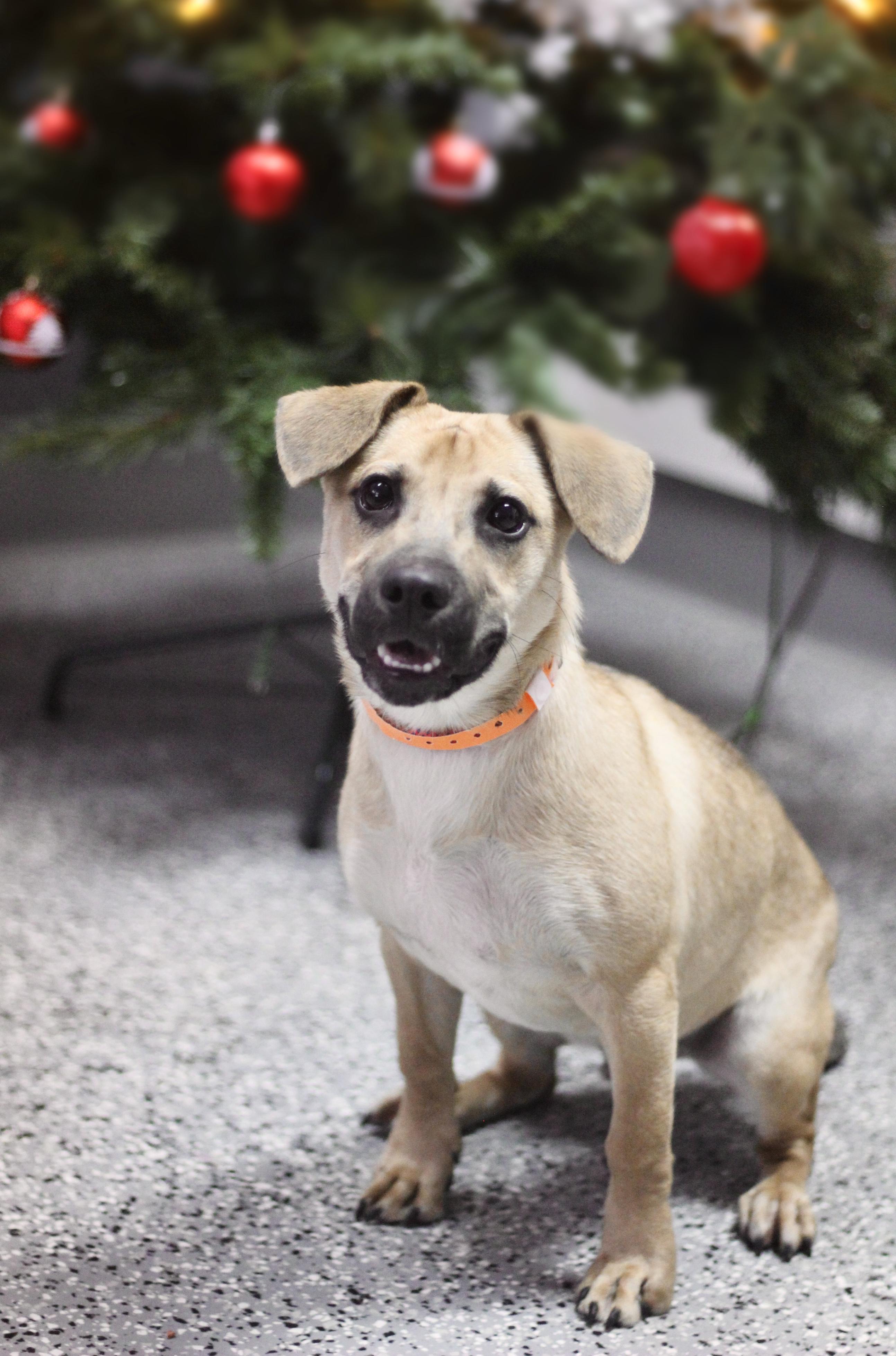 Zeus in NH! Come Meet our Adoptable Dogs Wednesday-Saturday. More info in Bio!, ADOPTABLE, Young Male Beagle.