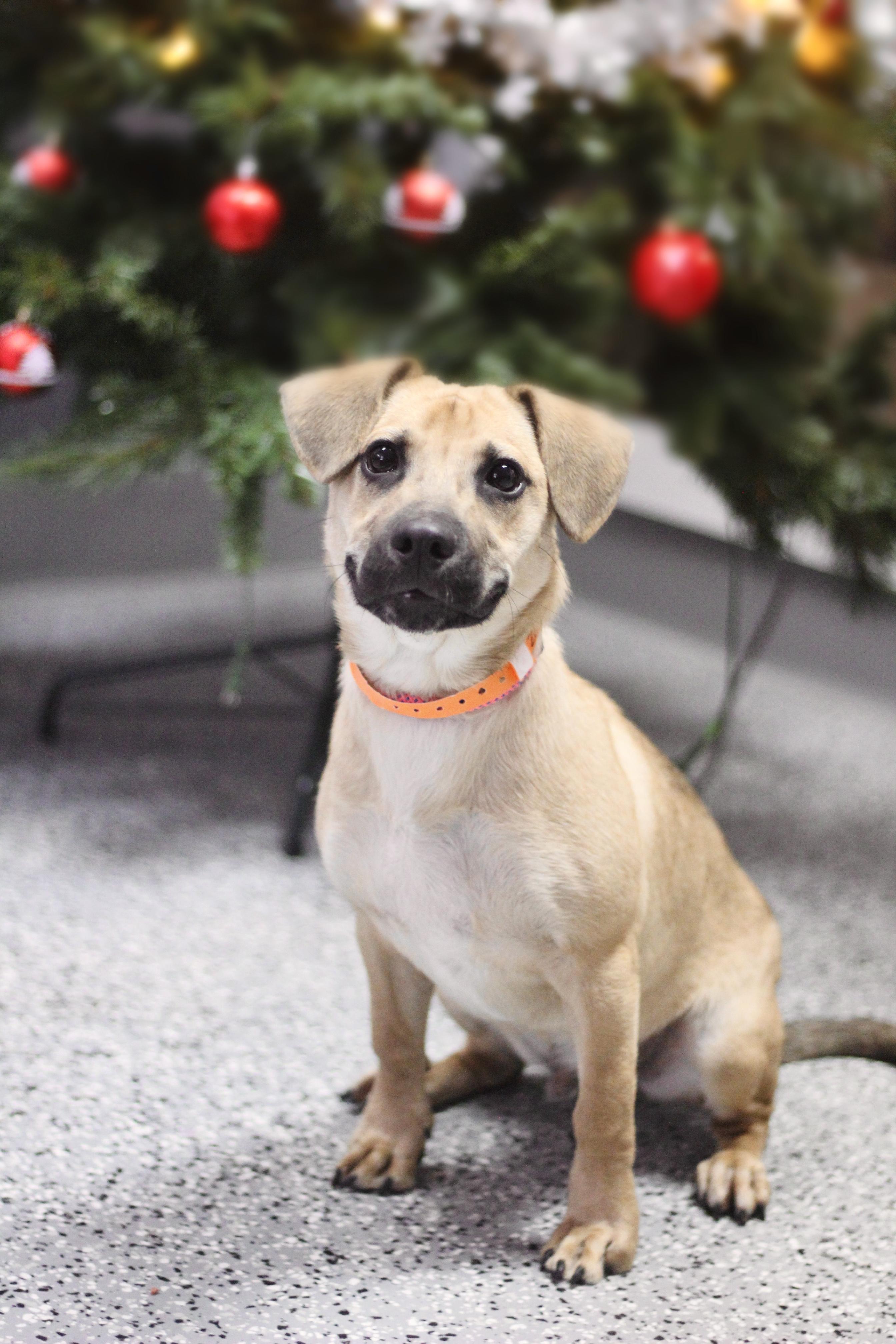 Zeus in NH! Come Meet our Adoptable Dogs Wednesday-Saturday. More info in Bio!, a ADOPTABLE mixed breed in Manchester, NH image 2/2